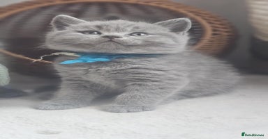 British Shorthair cats - Advert 2