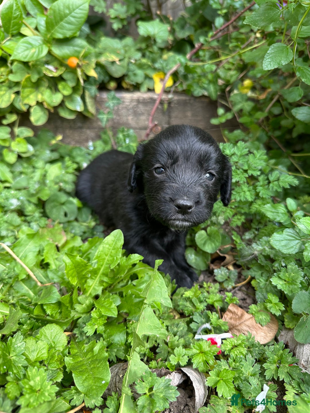 Mixed Breed dogs for sale: Naturally reared pups - Image 16