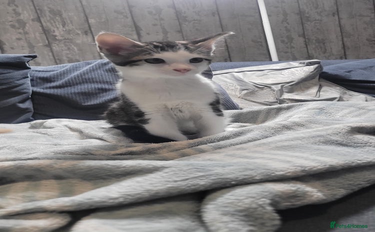 Mixed Breed cats Gorgeous mixed breed kittens for sale  - Advert 13