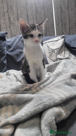 Mixed Breed cats Gorgeous mixed breed kittens for sale - Advert 2