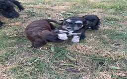 Cockapoo dogs for sale: Ready now! Cockapoo puppies F1 3 girls 2 boys - Image 20