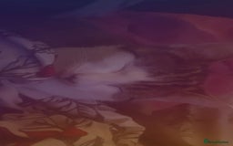 Domestic Shorthair cats for sale: Kitten for sale  - Image 2