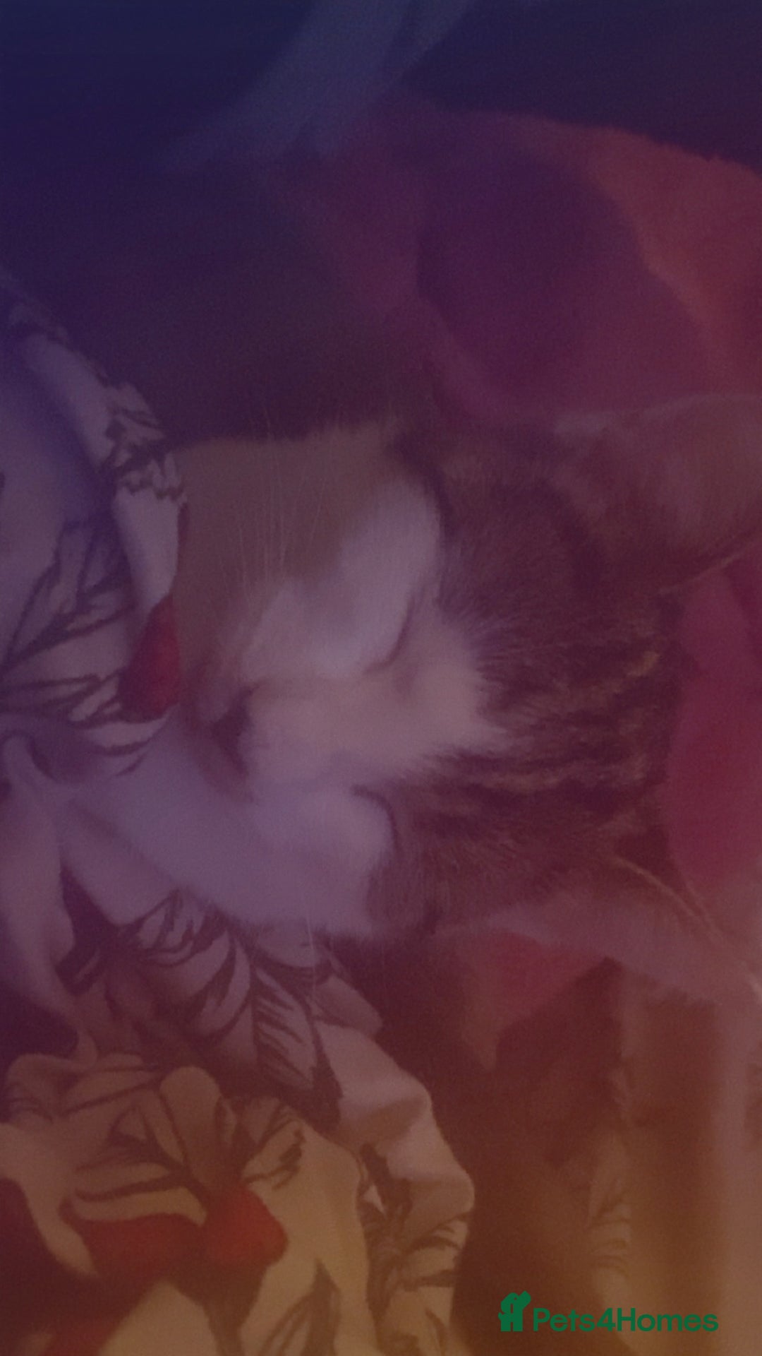 Domestic Shorthair cats for sale: Kitten for sale  - Image 2