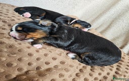 Bernese Mountain Dog dogs for sale: Gorgeous Bernese Mountain Dog Puppies Ready Soon - Image 8
