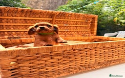 Cavalier King Charles Spaniel dogs for sale: Quality KC Health Tested Ruby CKCS Pups For  Sale - Image 7