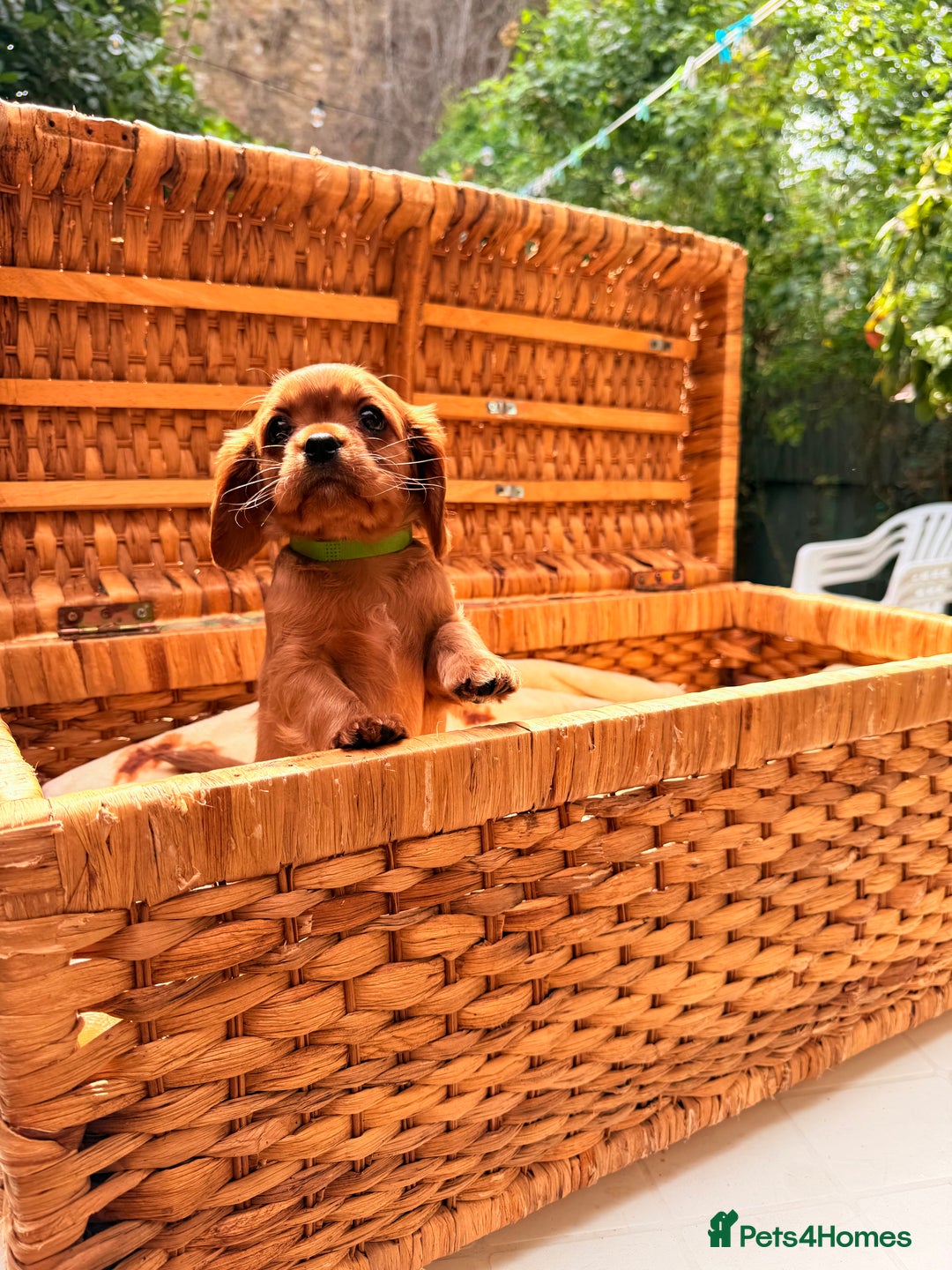Cavalier King Charles Spaniel dogs for sale: Quality KC Health Tested Ruby CKCS Pups For  Sale - Image 7