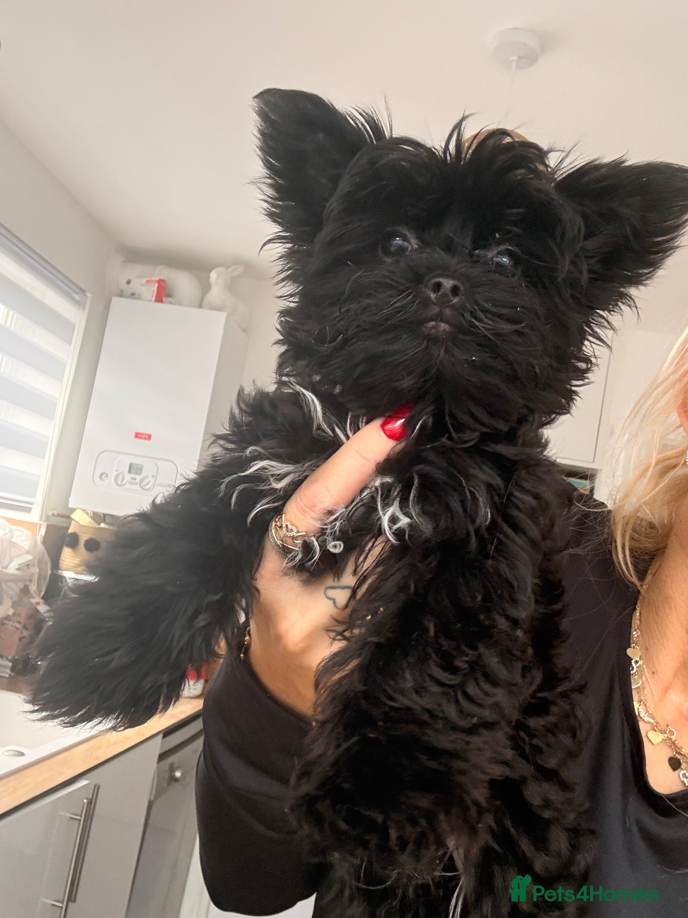 Yorkshire Terrier dogs 🖤Beautiful girl  ready to leave 🖤 - Advert 5
