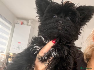Yorkshire Terrier dogs 🖤Beautiful girl ready to leave 🖤 - Advert 3