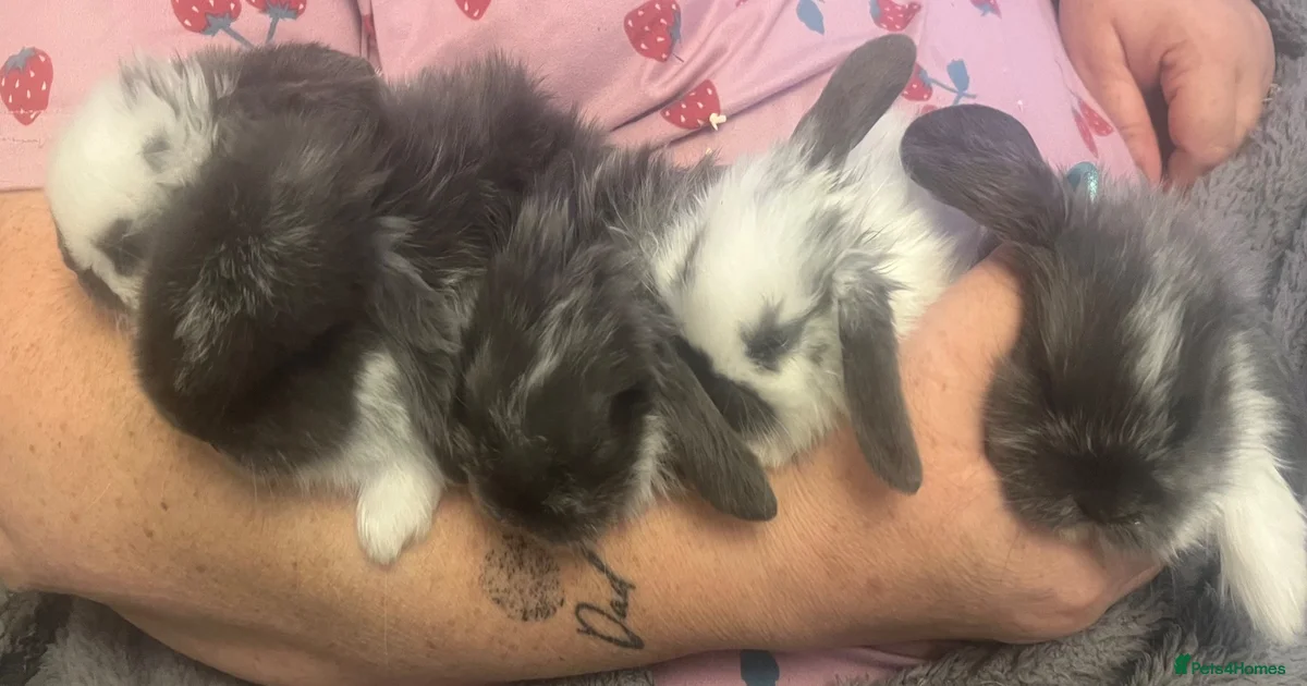 Lop eared bunnies for sale in Basildon | Pets4Homes