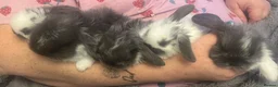 Mixed Breed rabbits for sale: Lop eared bunnies  - Advert 1