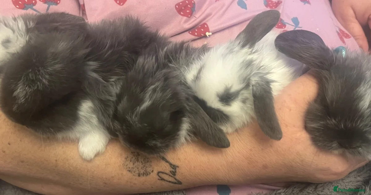 Asildin Lop eared bunnies for sale in Basildon | Pets4Homes