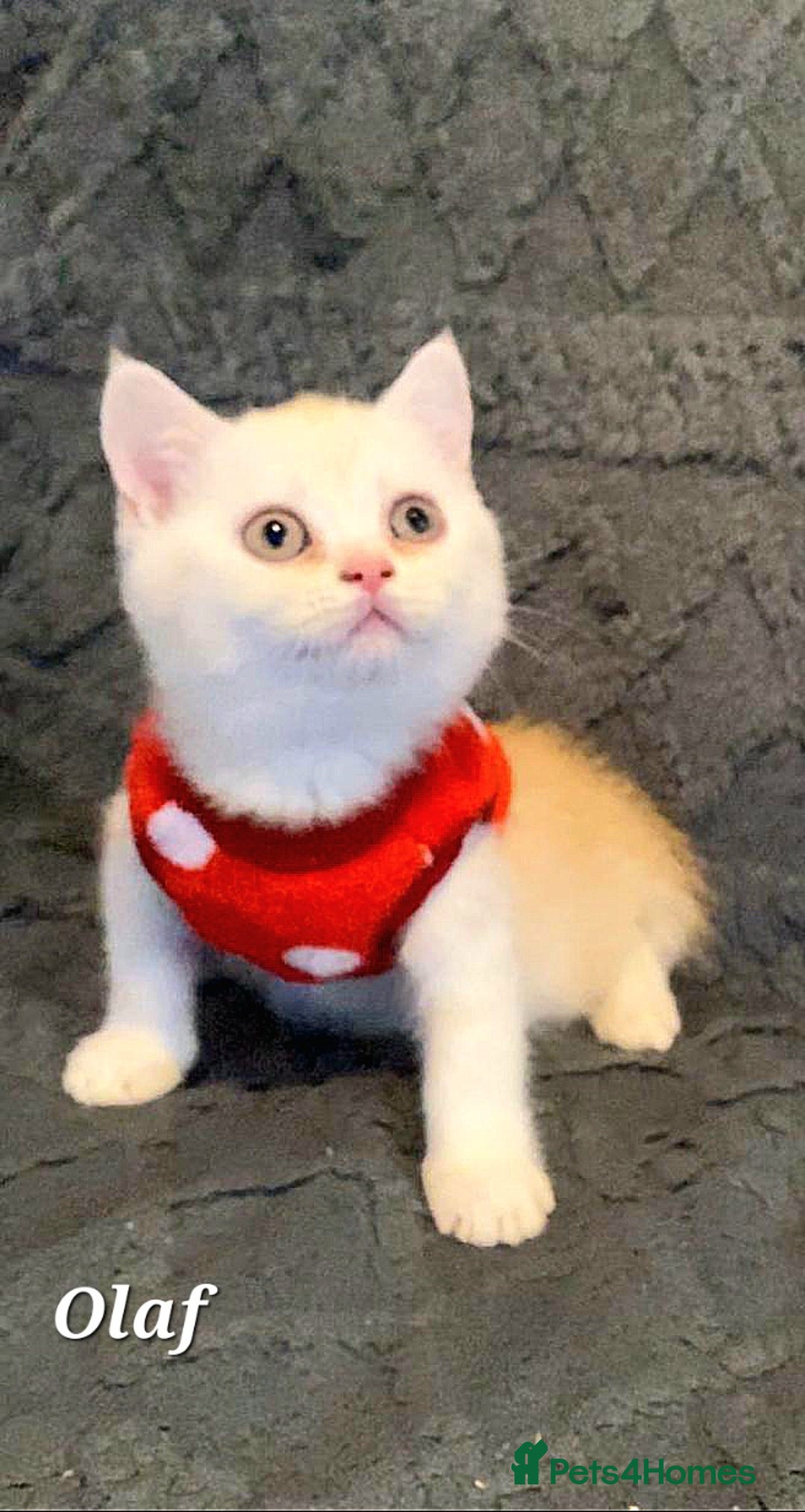 British Shorthair cats for sale: GCCF Snowflake BSH - Advert 6