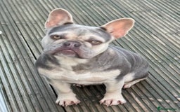 French Bulldog dogs for sale: Lilac French Bulldog - Image 4