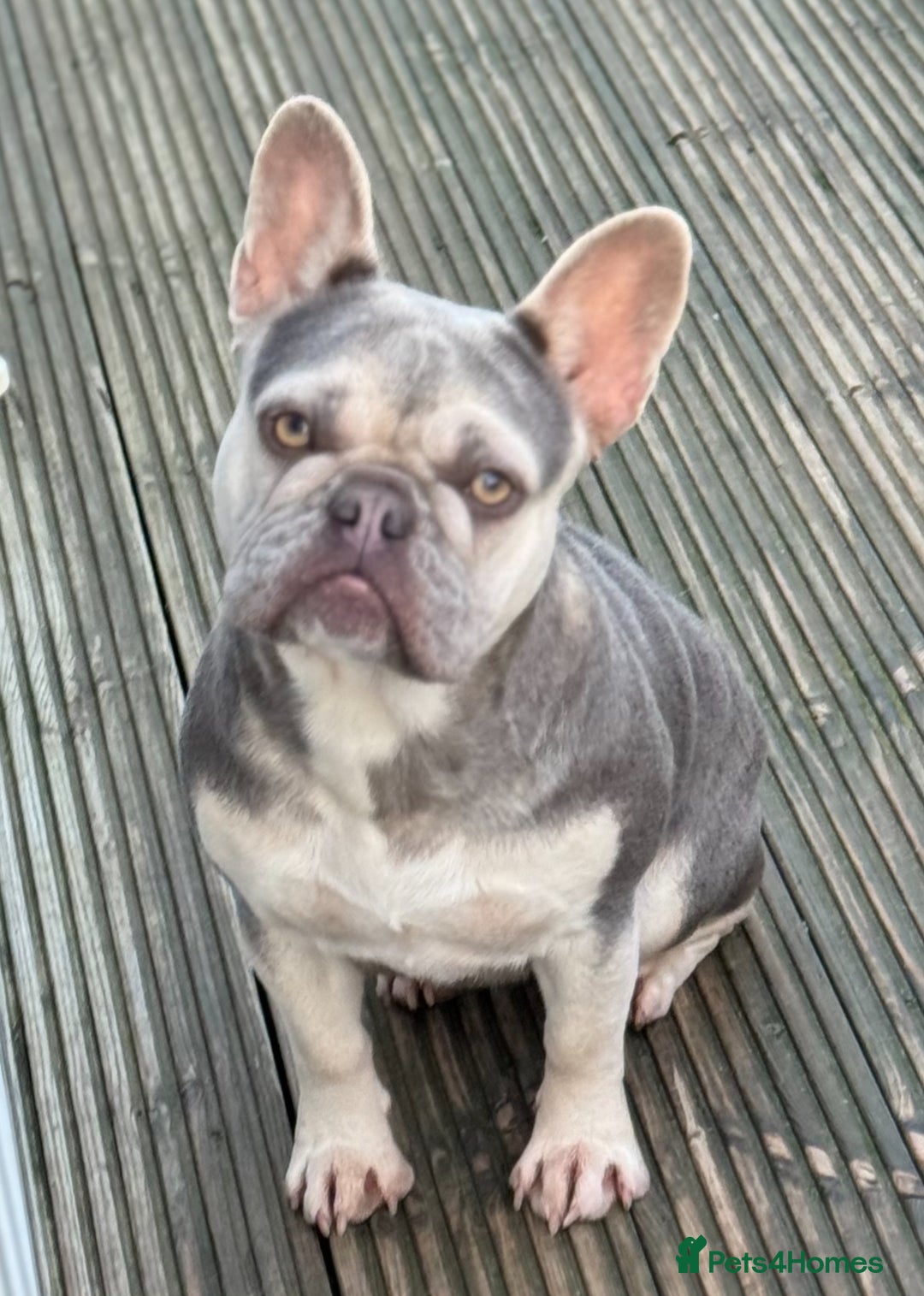 French Bulldog dogs for sale: Lilac French Bulldog - Image 4