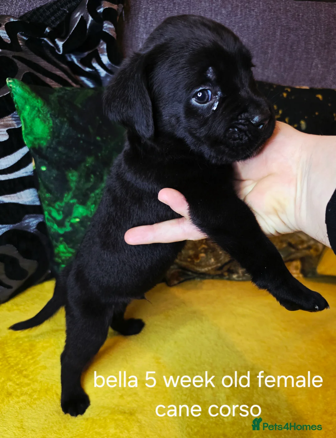 Cane Corso dogs for sale: Beautiful cane corso puppies - Advert 8