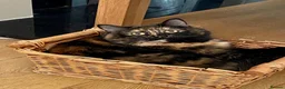 Mixed Breed cats for sale: Cats  **  in Cheadle - Advert 4