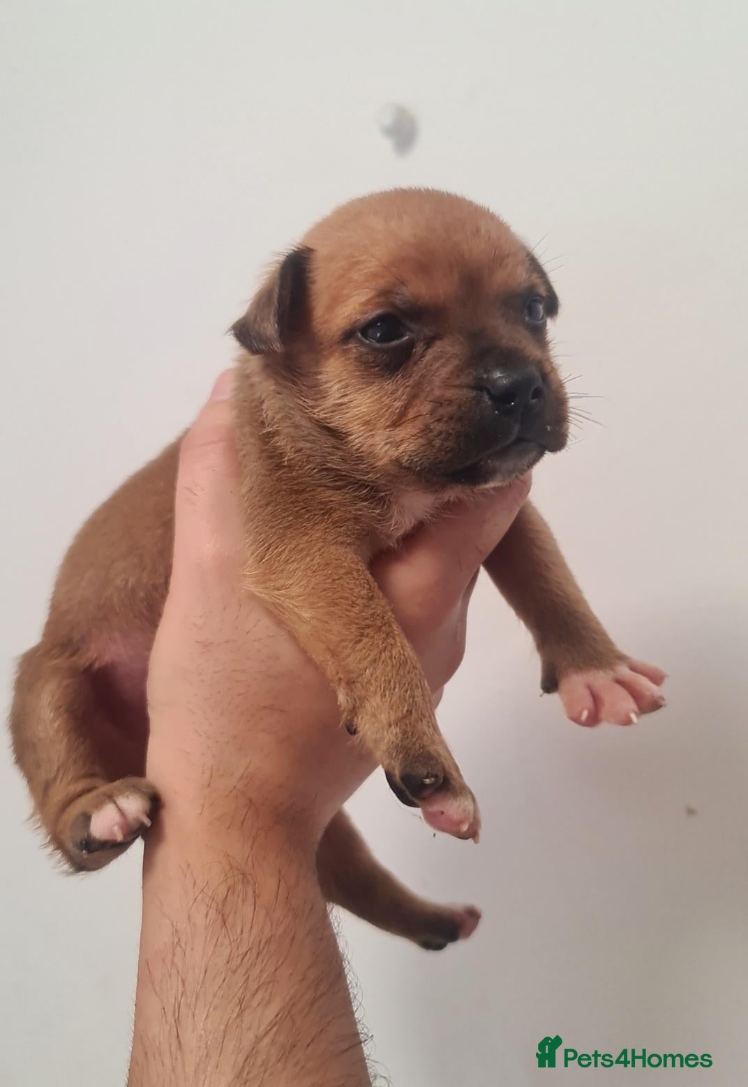 Staffordshire Bull Terrier dogs Amazing Rainbow litter of Puppy's  - Advert 11