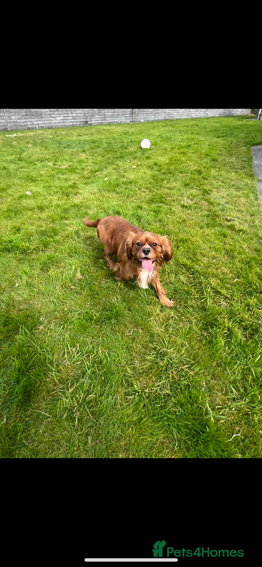 Cavalier King Charles Spaniel dogs for sale: Health tested KC REG cavalier King Charles  - Advert 8