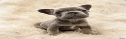 French Bulldog dogs for sale: Stunning Quality French Bulldog Puppies  - Advert 4