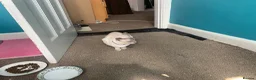 Siamese cats for sale: Lilac point & chocolate point kittens  in Leicester - Advert 7