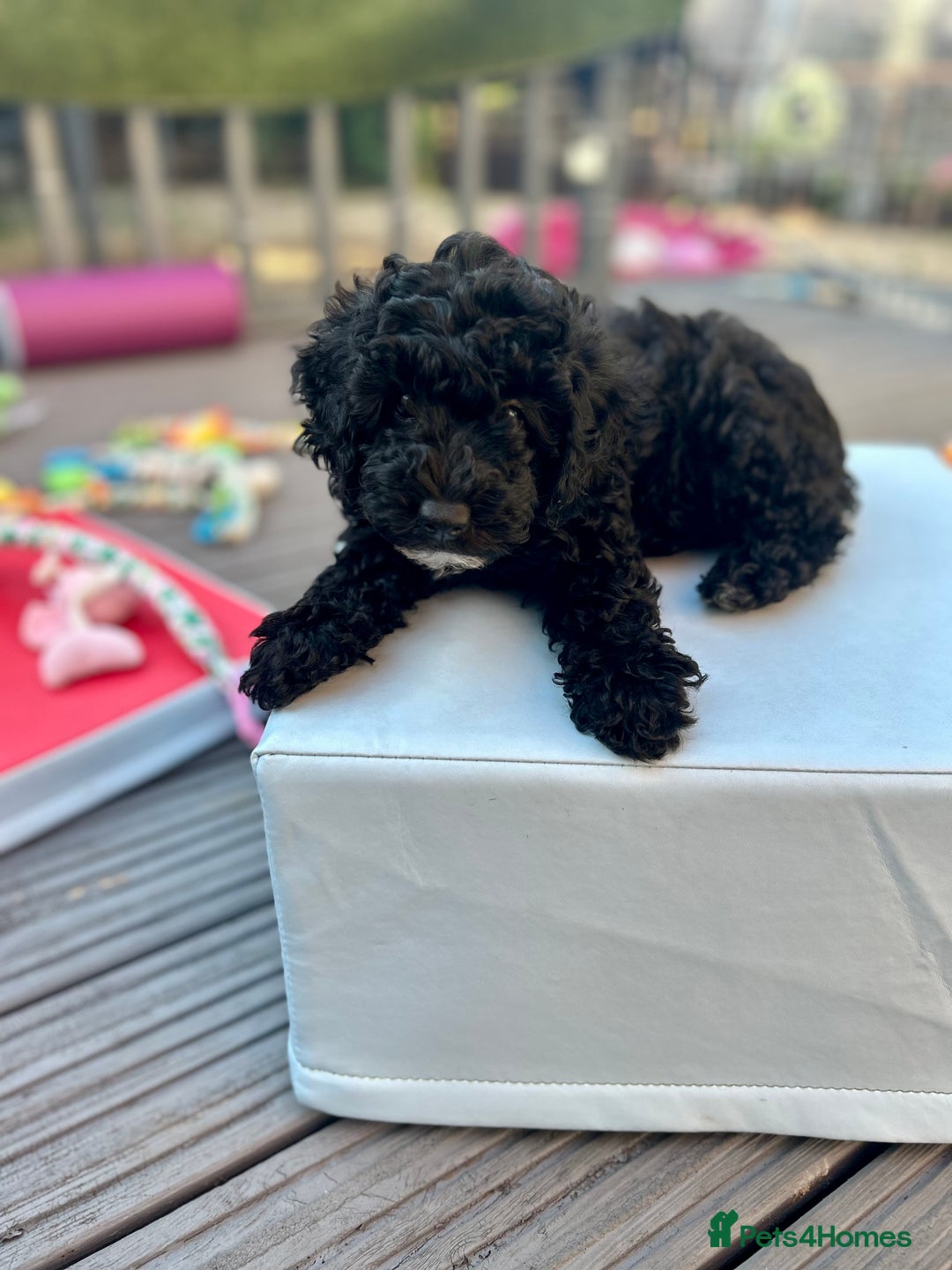 Maltipoo dogs for sale: Stunning F1b Toy Maltipoo puppies  in Bristol - Image 7