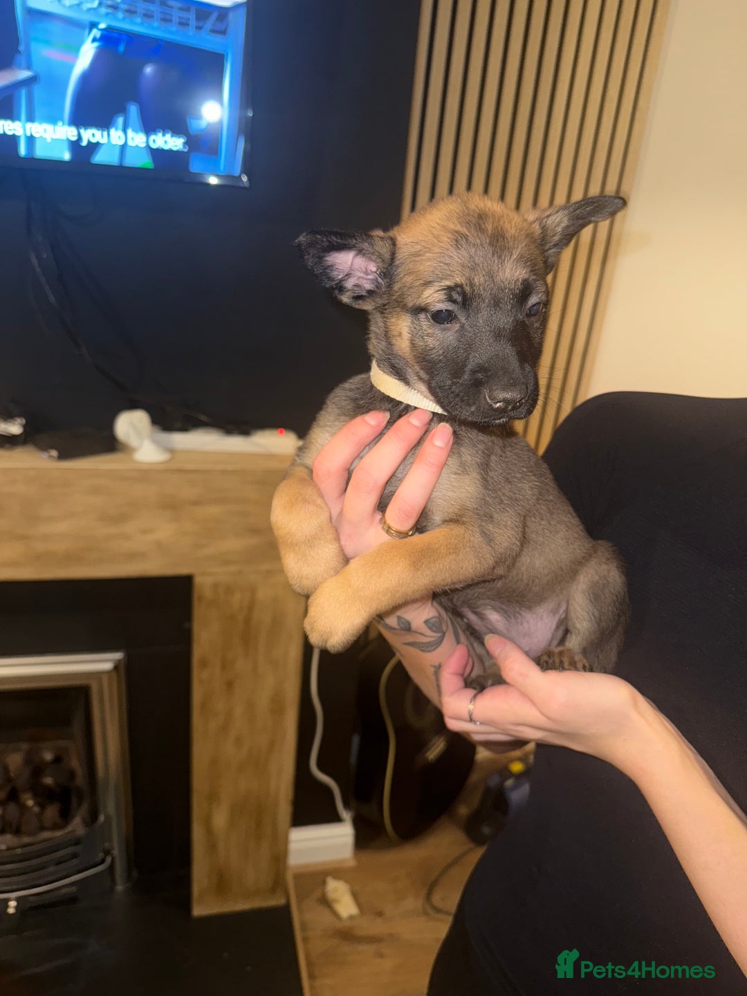 Belgian Shepherd Dog dogs for sale: Pure Belgian Malinois Puppies - Advert 18