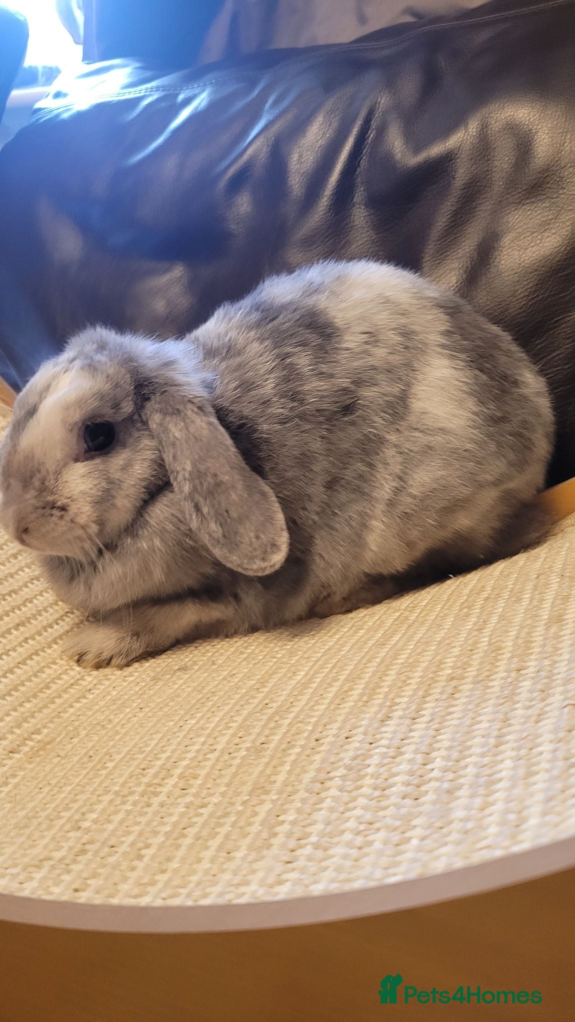 Mini Lop rabbits Beautiful pure mini lops  - Advert 11