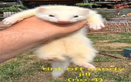 Ferret rodents for sale: Ferret kits - Image 5