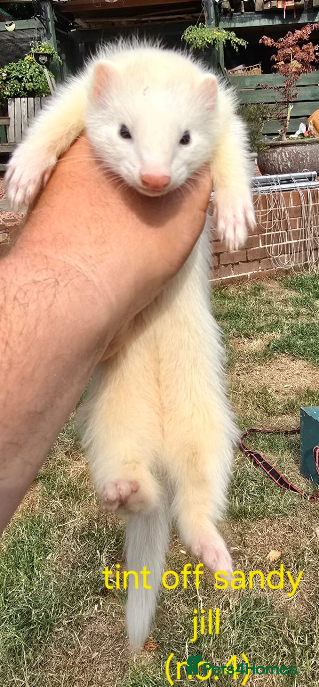 Ferret rodents for sale: Ferret kits - Image 5