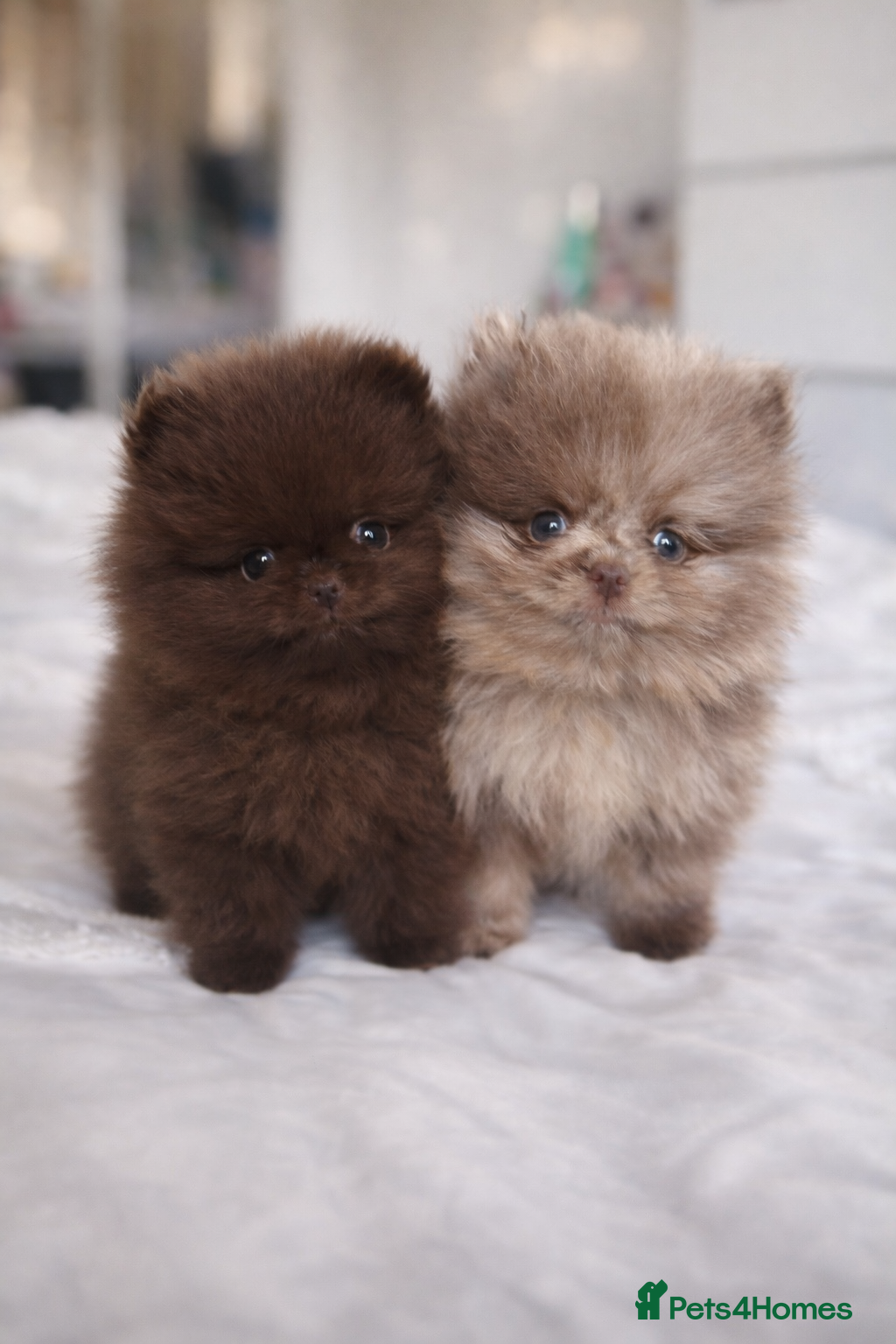 Pomeranian dogs Pomeranian puppy’s  - Advert 6