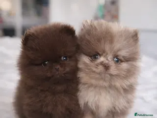 Pomeranian dogs Pomeranian puppy’s - Advert 6