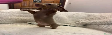 Miniature Dachshund Puppy 2