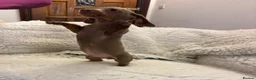 Miniature Dachshund dogs for sale: Very small but cute mini dachshund  - Advert 3