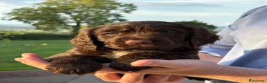 Sprocker 3