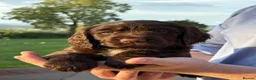 Sprocker dogs for sale: Sprocker Puppies - 4th generation.  - Advert 8