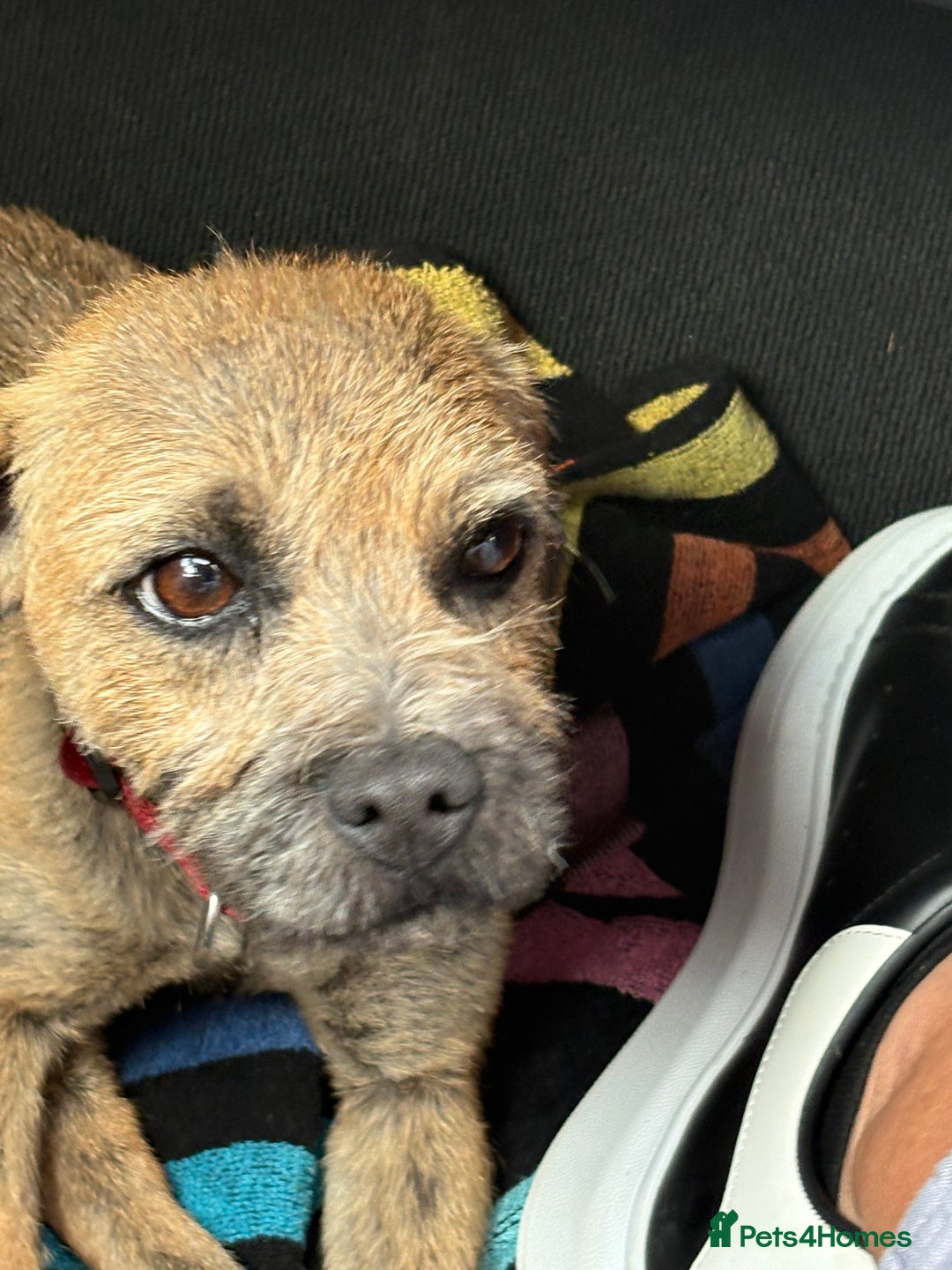 Mixed Breed dogs for sale: Border x poodle puppies - Advert 4