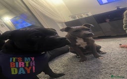 Staffordshire Bull Terrier dogs for sale: Staffordshire Bull Terrier Pups  - Image 9