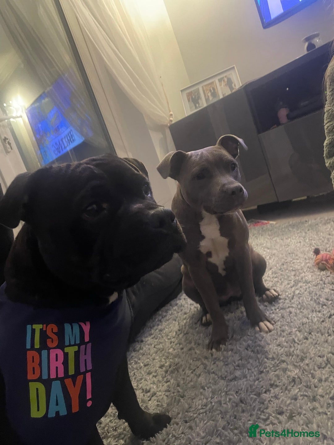 Staffordshire Bull Terrier dogs for sale: Staffordshire Bull Terrier Pups  - Image 9