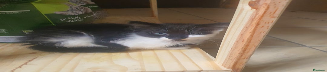 Kitten 3