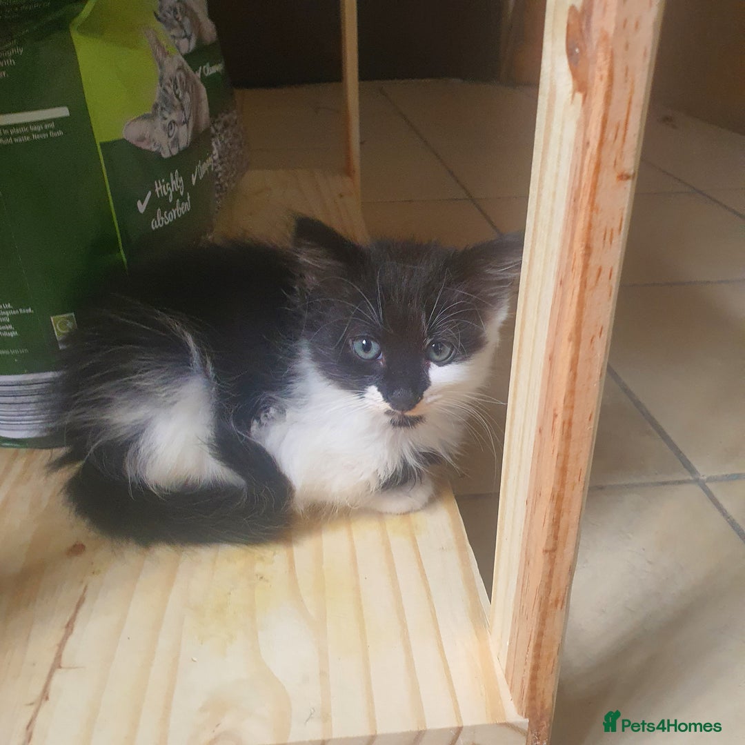 Mixed Breed cats for sale: Beautiful Black & White Tuxedo Kittens - Image 8