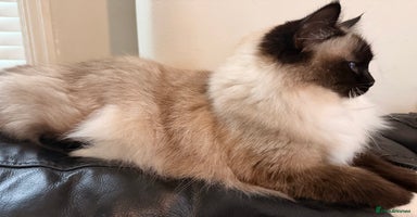 Ragdoll cats 🩷TICA REG ACTIVE BREEDING / SHOW QUEEN AVAILABLE - Advert 15