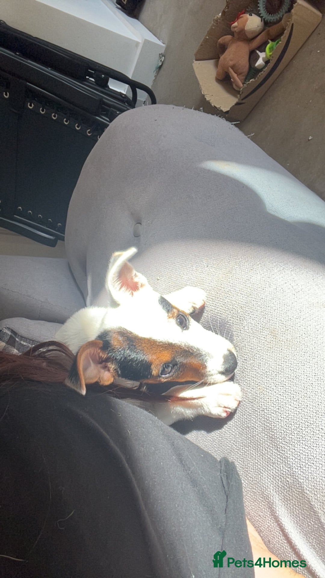 Jack Russell dogs for sale: Ruby  - Image 4
