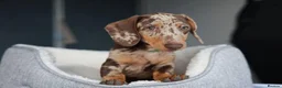 Miniature Dachshund dogs for sale: KC Miniature Dachshund puppies  - Advert 25