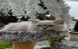 Ragdoll cats for sale: Beautiful ragdoll kittens - Image 2