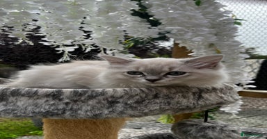 Ragdoll cats - Advert 13