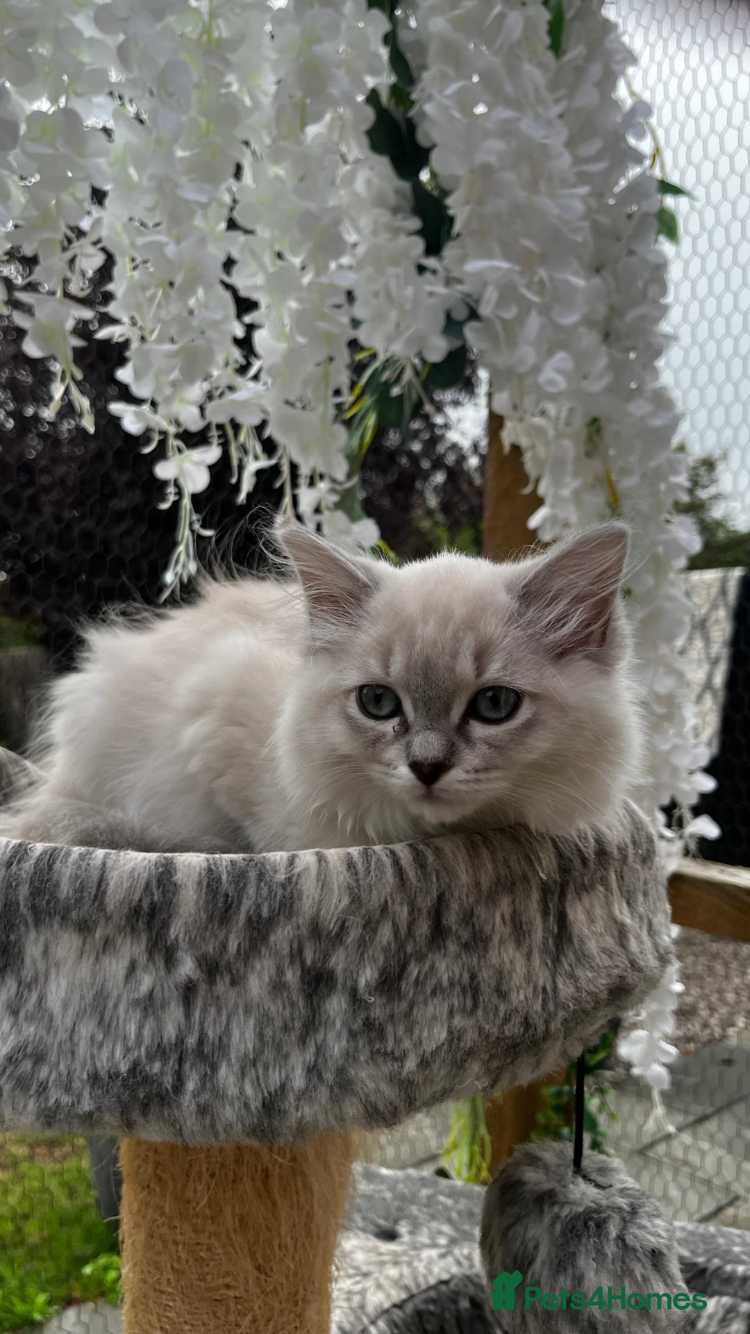 Ragdoll cats for sale: Beautiful ragdoll kittens - Image 2