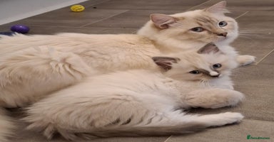 Ragdoll cats - Advert 3