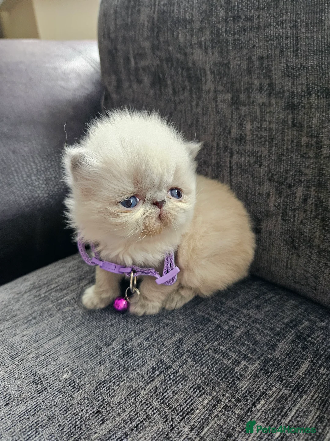 Persian cats for sale: 😻Stunning Pedigree Persian Kittens 😻 - Advert 9