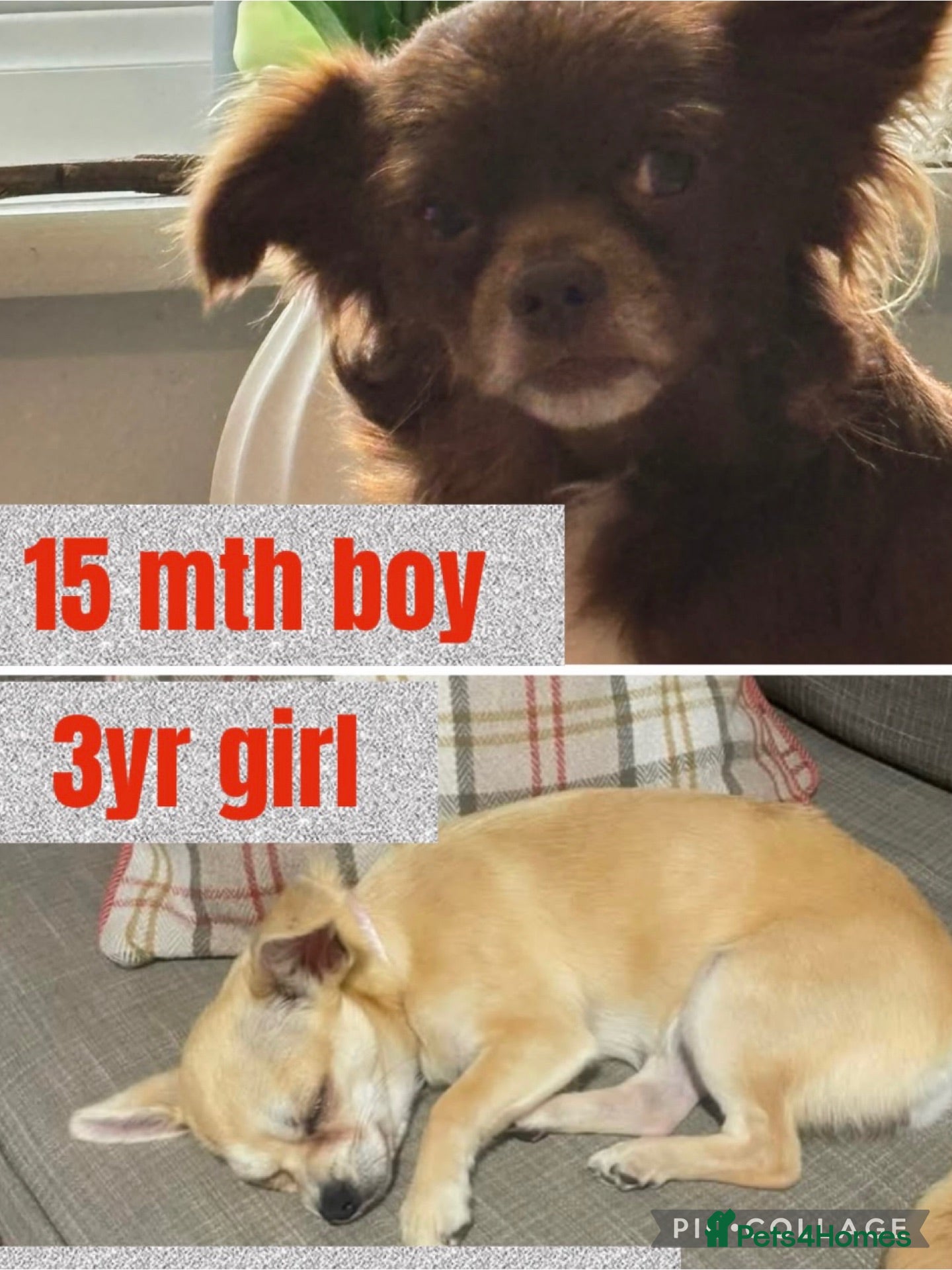 Chihuahua dogs 2 Chihuahuas male 15mths  Female 3 yrs sad sale - Advert 1