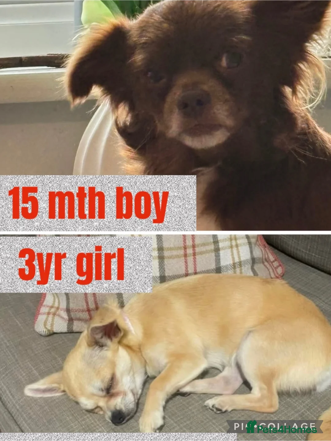 Chihuahua dogs for sale: 2 Chihuahuas male 15mths  Female 3 yrs sad sale - Advert 1